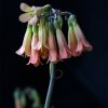 Kalanchoe daigremontiana, fleurs  ©D-GRRR